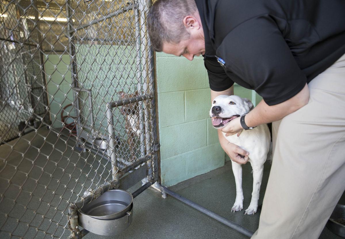 'They get a bad rap': Guilford animal shelter encourages pit bull