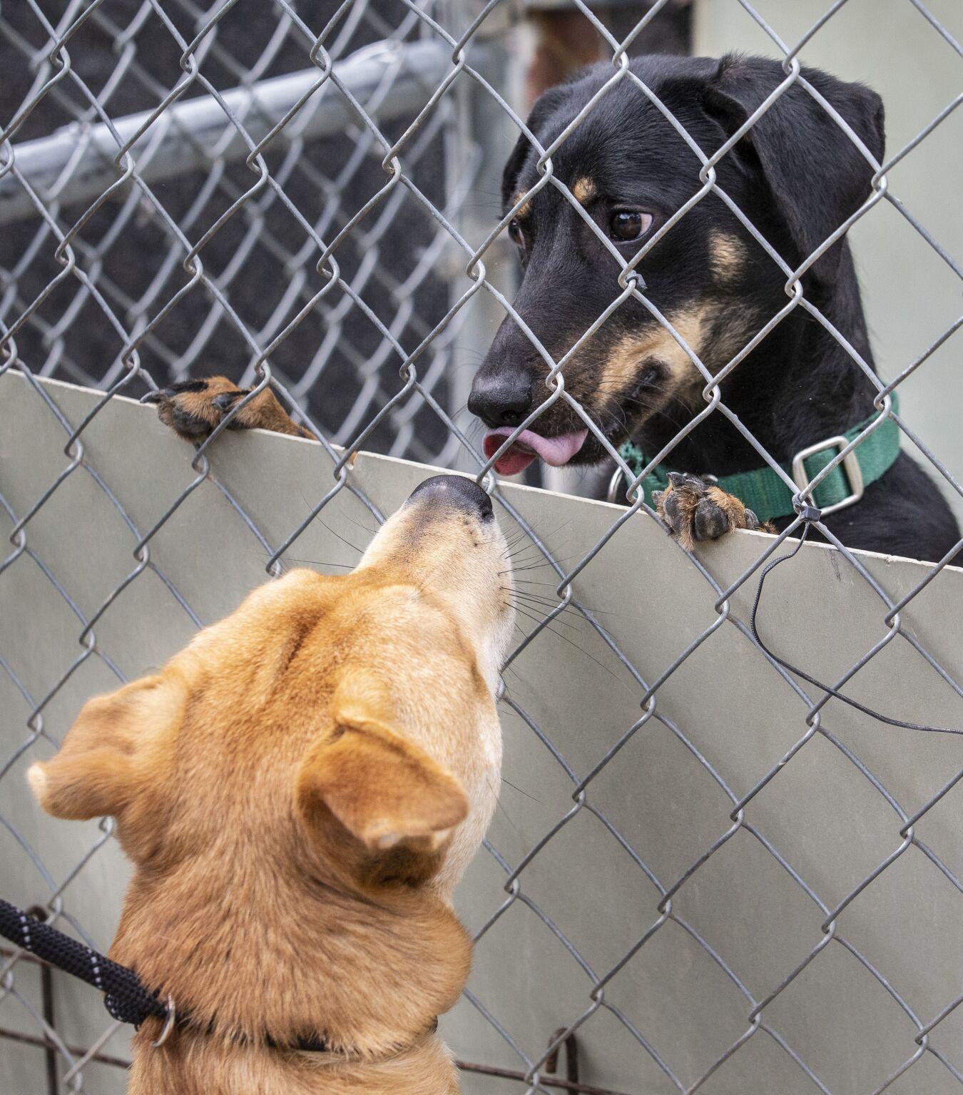 South Utah County Animal Shelter - ozntkzm
