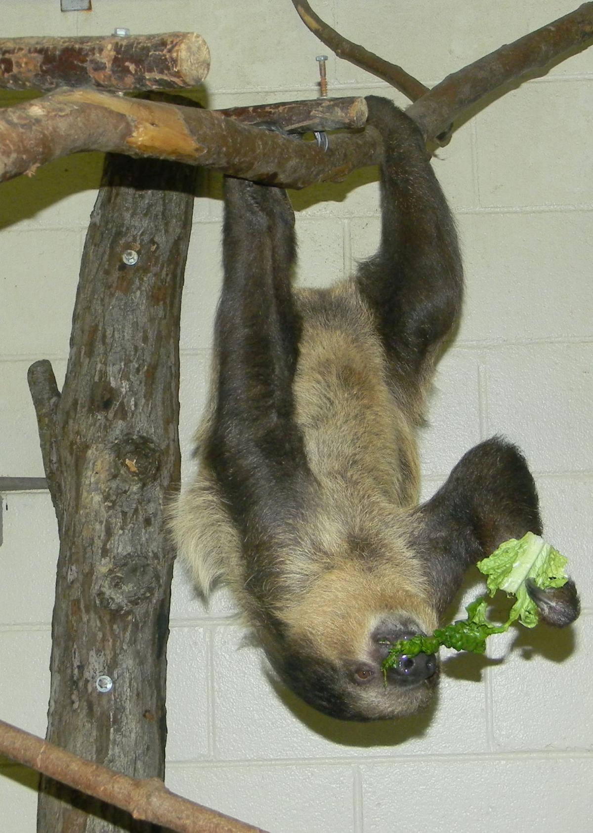 Sloth St Louis Zoo Sloth St Louis Zoo