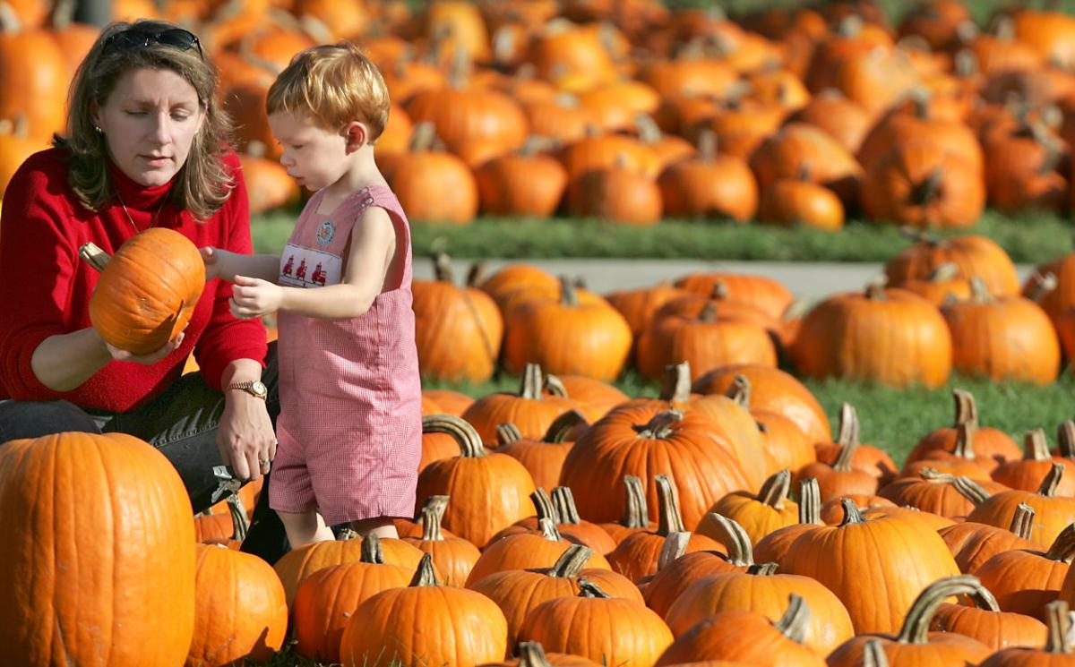 Pumpkin Pumpkin