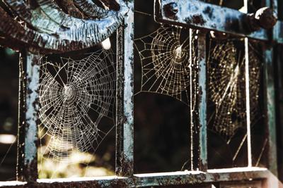 webs window halloween