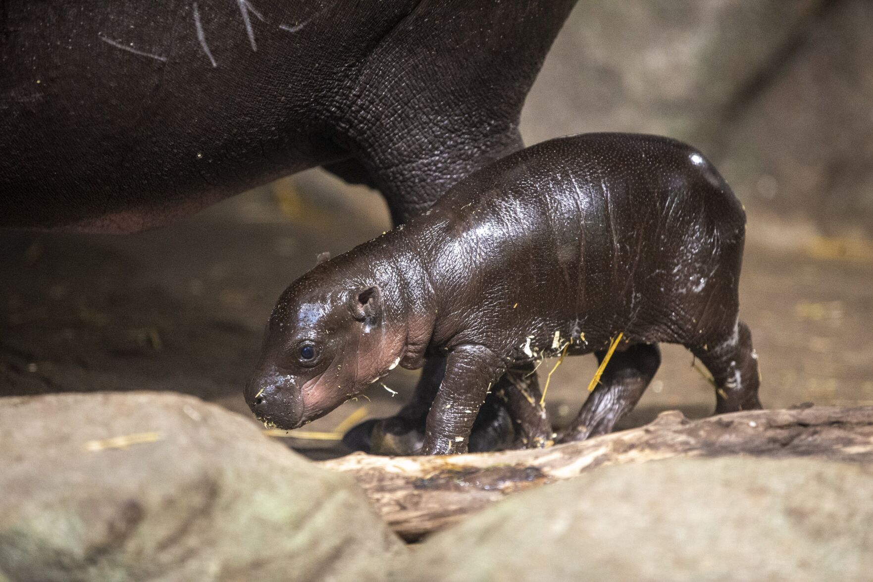 Baby Pygmy Hippo Healthy, Greensboro Zoo Officials Say