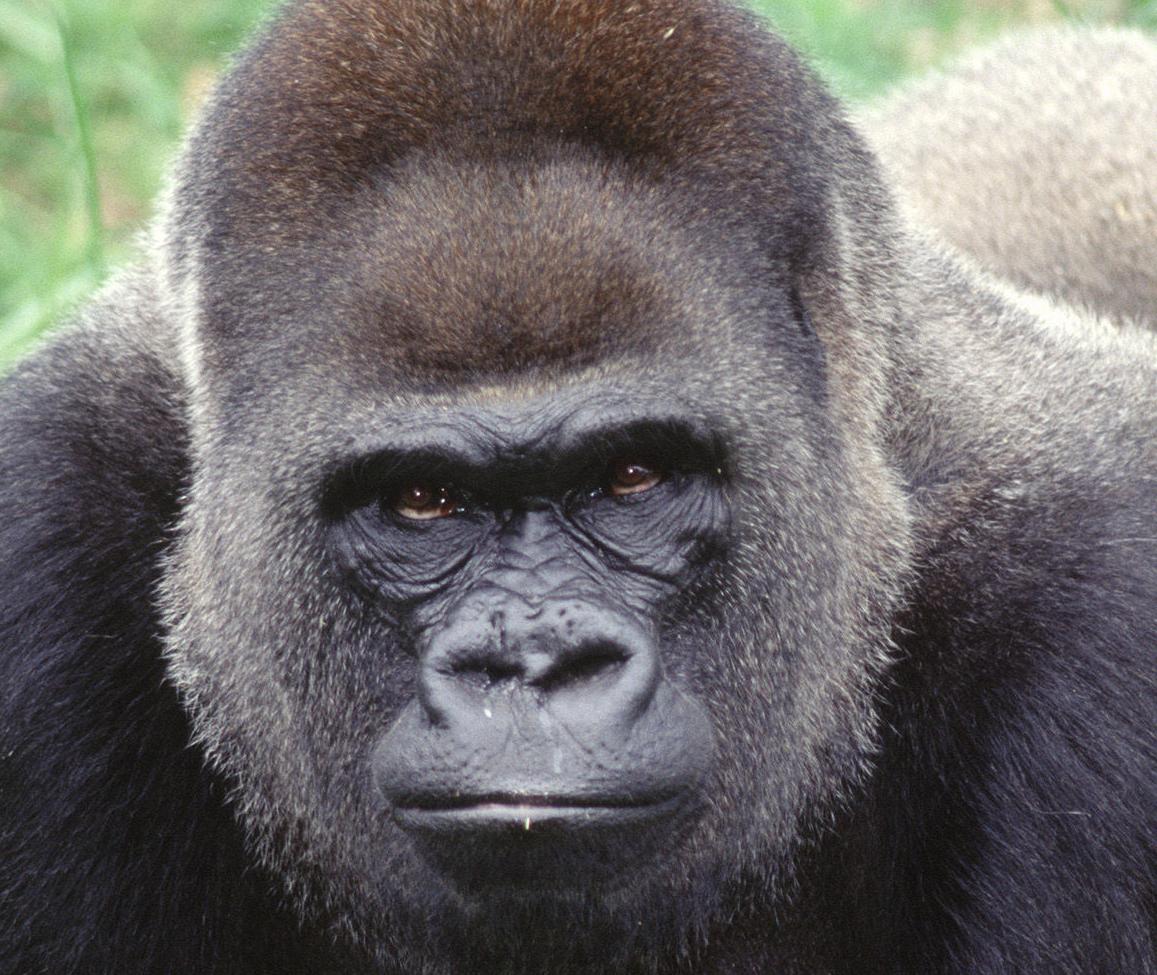 n c zoo s