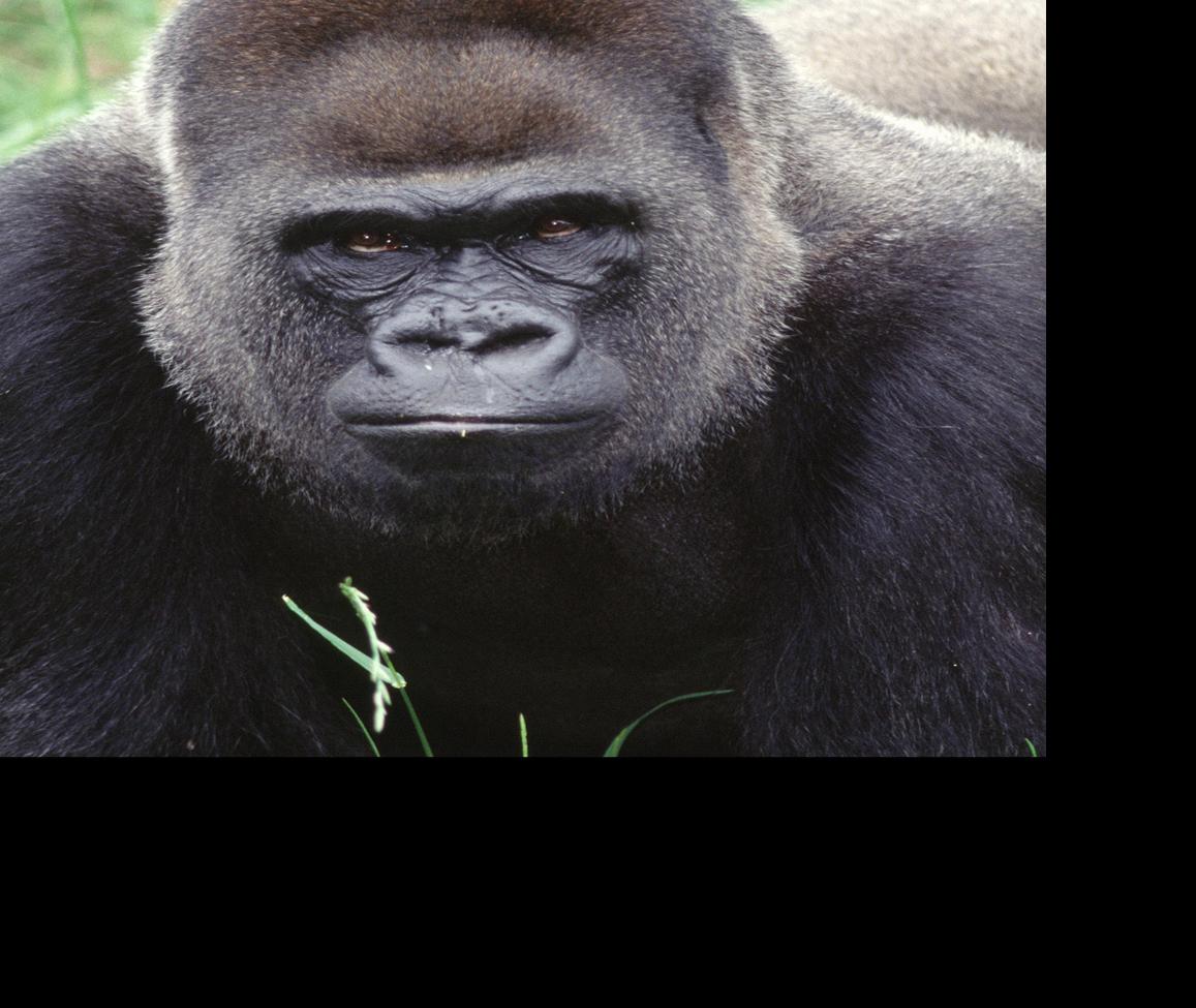 Get Wallpaper N C Zoo S First Ever Gorilla Dies At 50 State And Regional News Desktop Wallpaper Free
