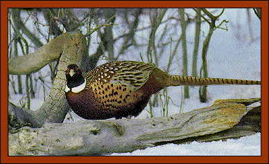 3 Pair South Dakota Pheasant Rooster Wings 6 wings