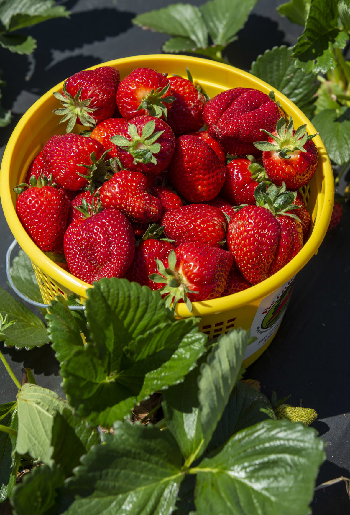 21 N C Strawberry Season Is Underway State And Regional News Greensboro Com