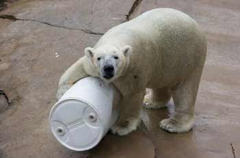 polar bear nikita