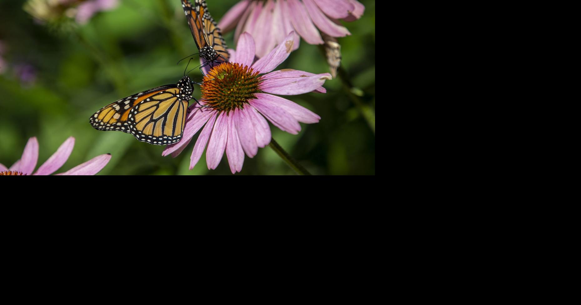 PHOTOS Butterfly conservation center at Greensboro Science Center