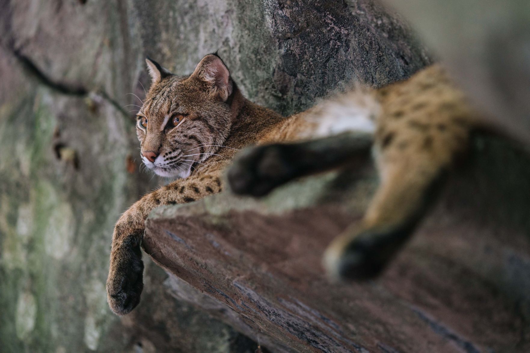 Woman strangles rabid bobcat to death in front yard in Georgia