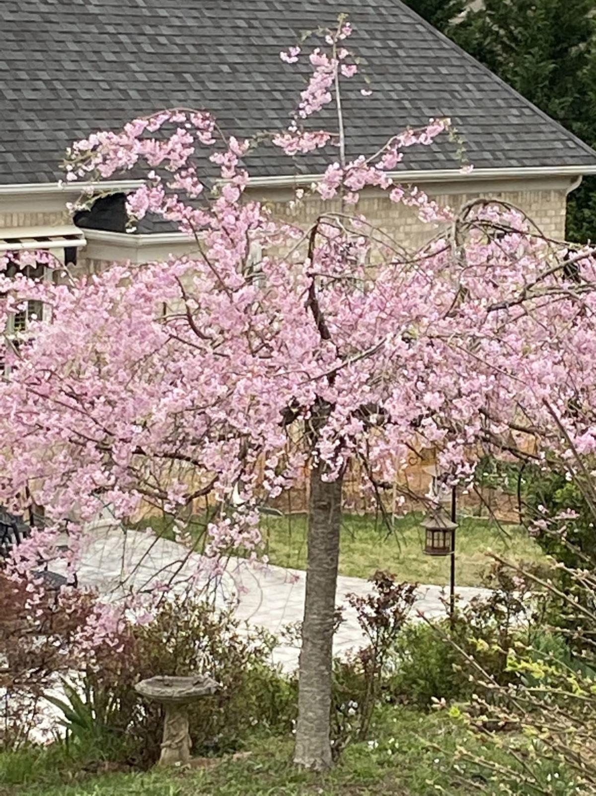 Photos Even More Spring Photos To Brighten Your Day Gallery