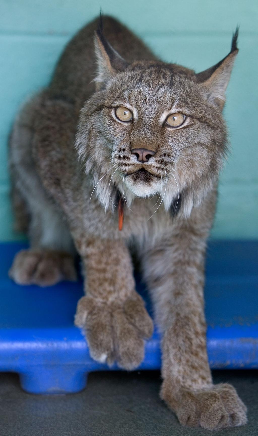 Wildcat Returned To Its Owner Latest News Greensboro Com