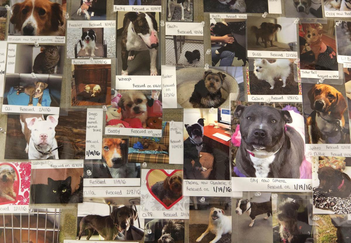 'They get a bad rap': Guilford animal shelter encourages ...