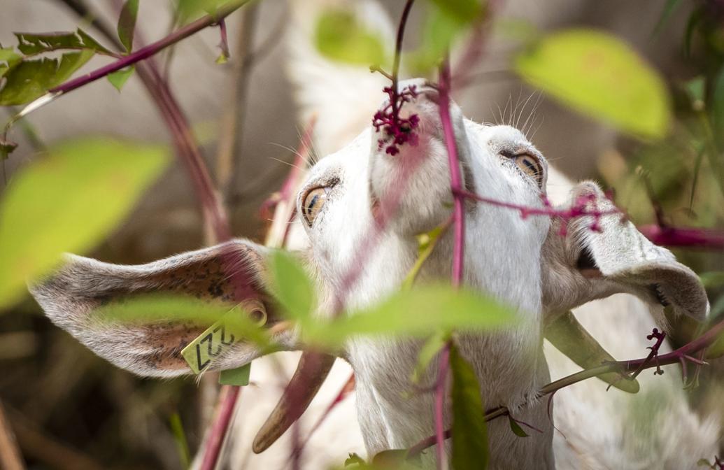 55 goats are eating acres of kudzu along Salem Creek Greenway in