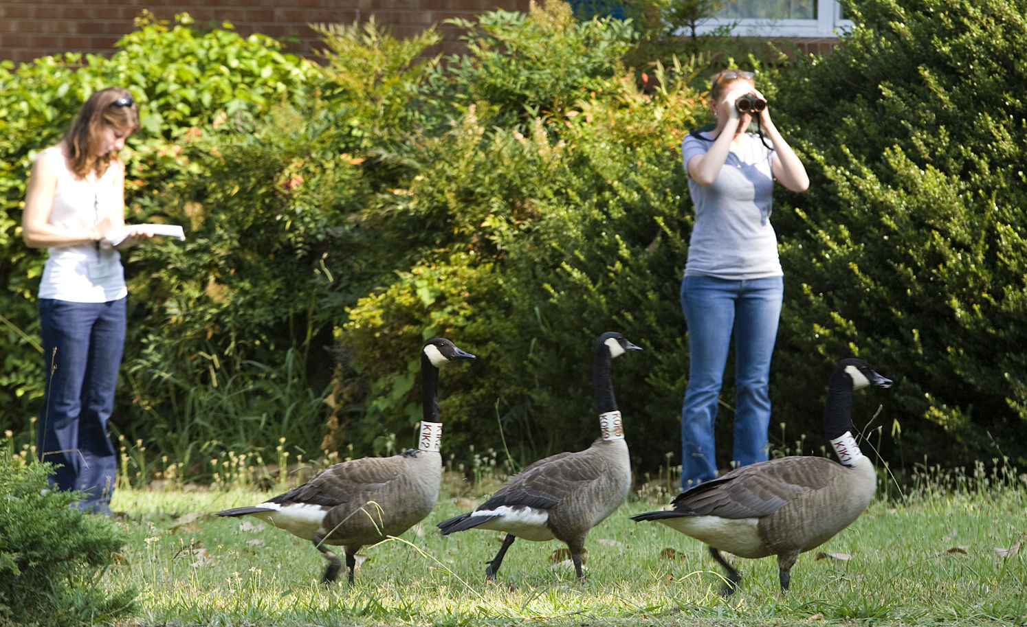 Researchers ON a goose chase