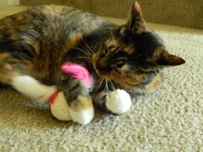 New Toys Keep Cats Active During Summer S Dog Days Lifestyles
