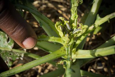 collards 140618IPMfarm028ed.jpg