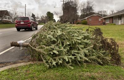 How To Get Rid Of Your Christmas Tree Latest News Greensboro Com