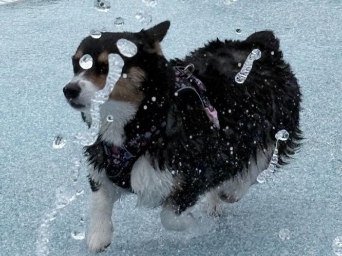 More Than 60 Dogs Make a Splash at the 2026 Dog Day at the Pool