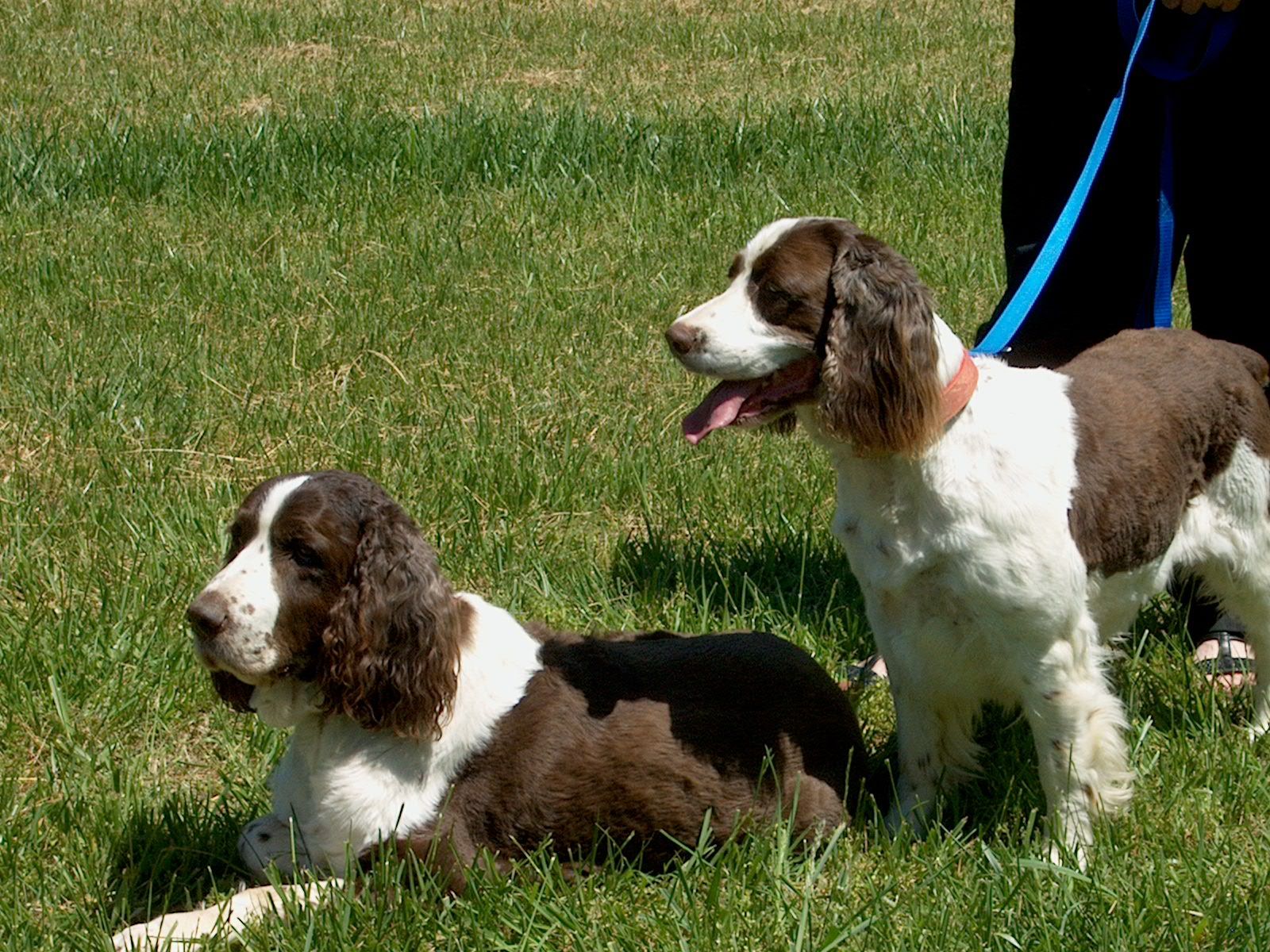 desk springer spaniels