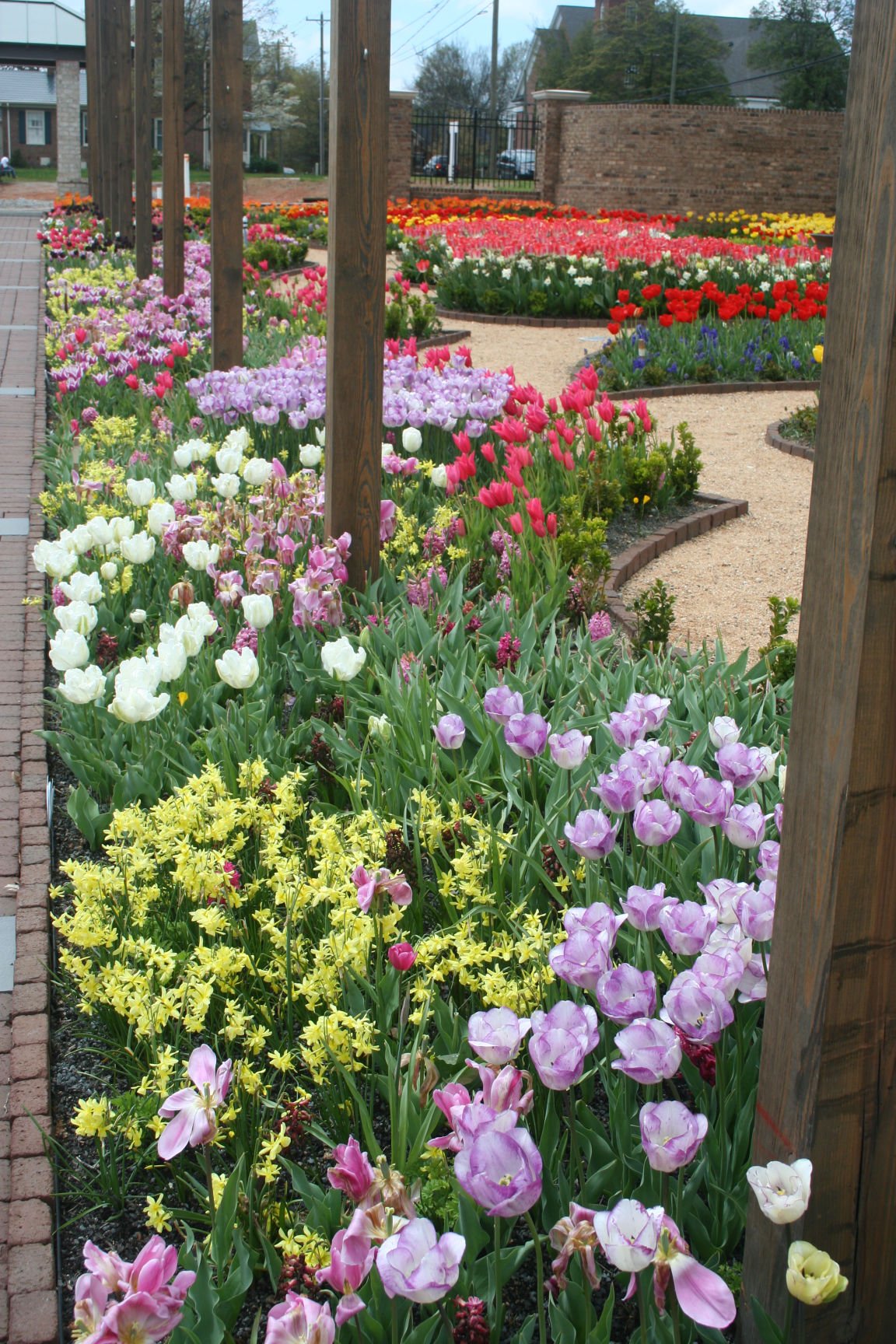 From Our Gardens Tulips Welcome Spring Lifestyles Greensboro Com