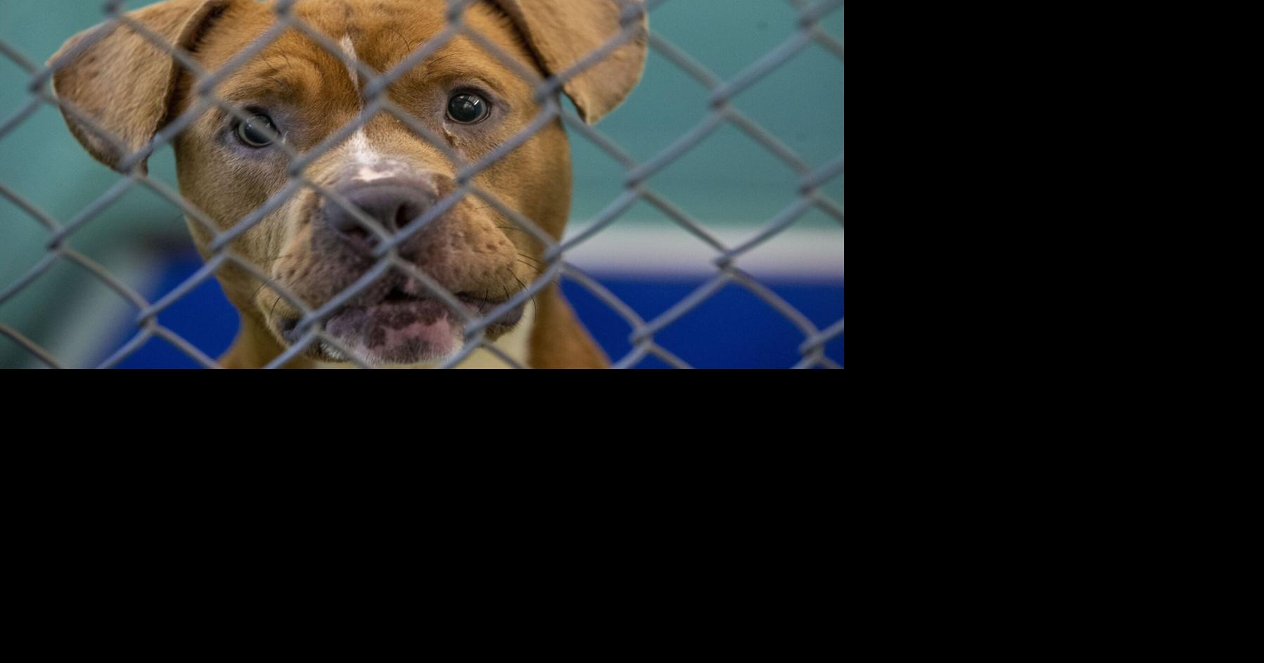 Troubling trend: More Guilford pet owners giving up their animals