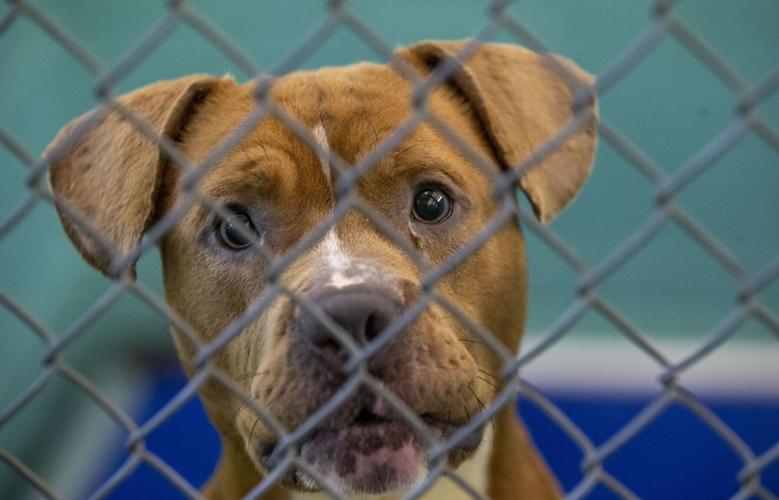 Top 179+ Guilford county nc animal shelter - Merkantilaklubben.org
