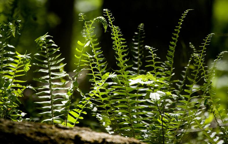TRAIL_BUY_050408_3