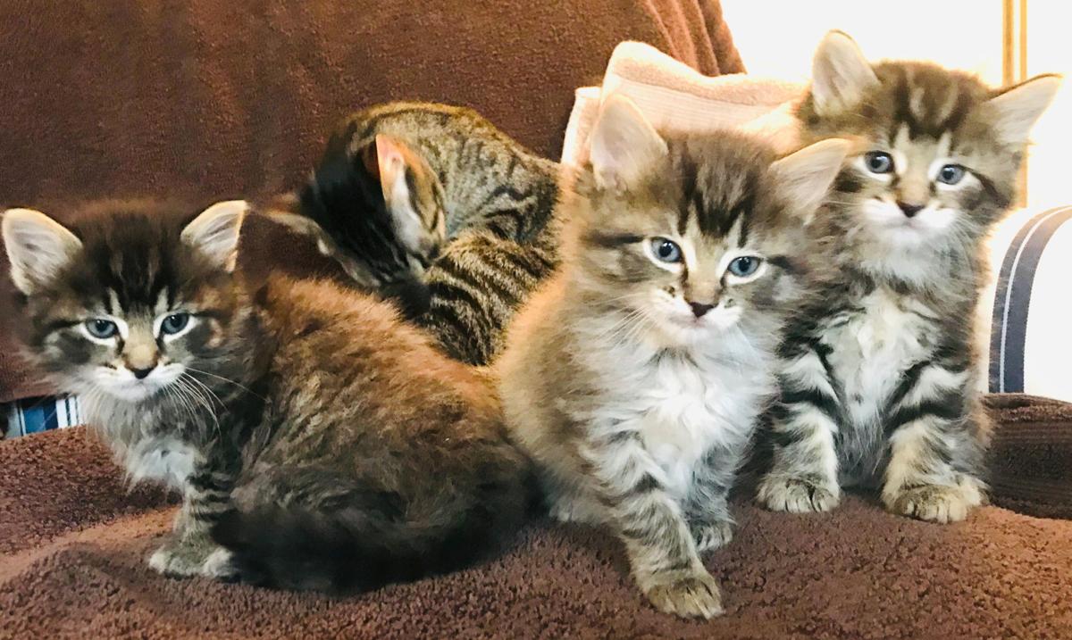The Pet Shop We Wanted A Kitten The Coronavirus Pandemic Meant