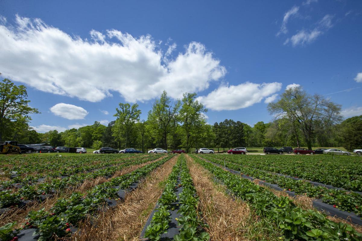 Rudd Farm temporarily is closed after eight workers test positive for COVID19 Local News