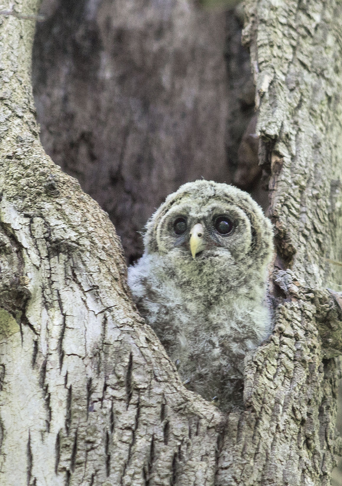 Baby Barred Owls at Bog Garden | Nature | greensboro.com