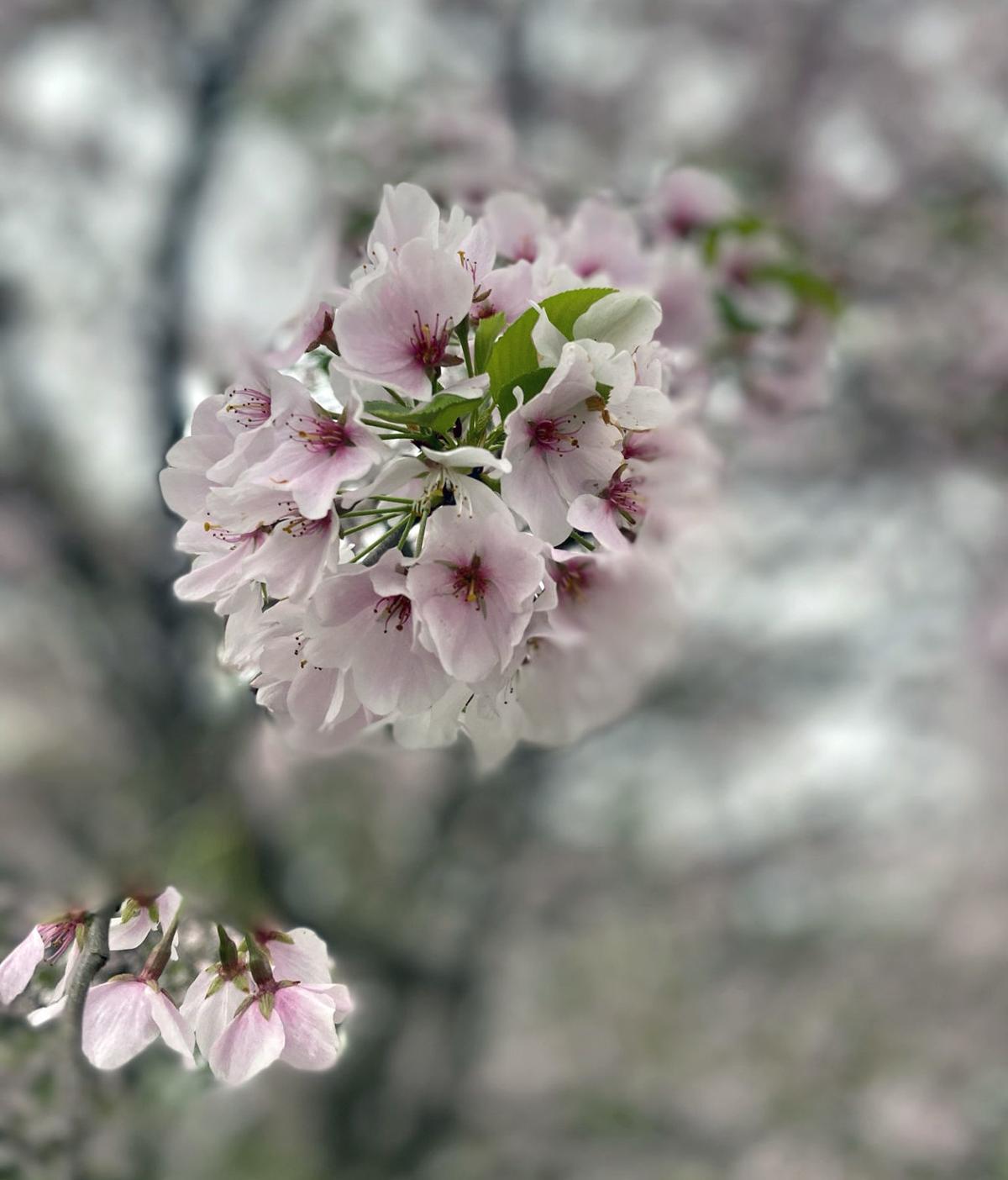 Photos Even More Spring Photos To Brighten Your Day Gallery