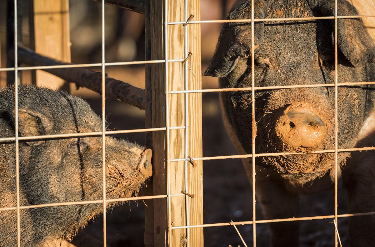 Danbury Couple Has 37 Pet Pigs At Triad S Only Pig Sanctuary Local News Greensboro Com