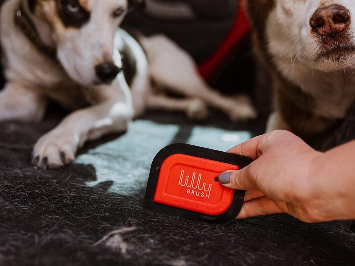 Remove pet hair from your home with these effective tools