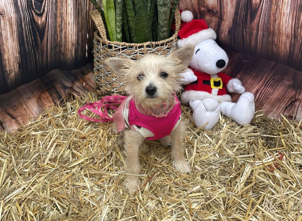 Pet of the Week: Luna