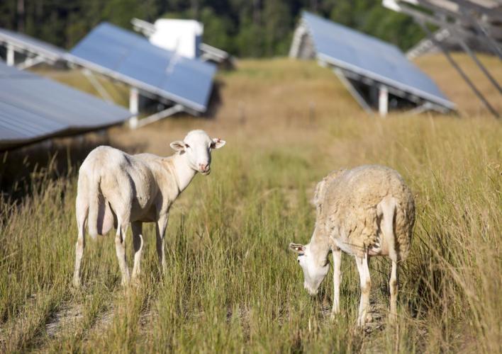 20160612g_nws_energy_two sheep