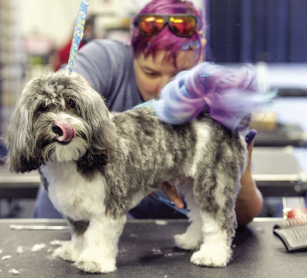 All Pets Considered An ‘anomaly’ in the pet store industry 1808