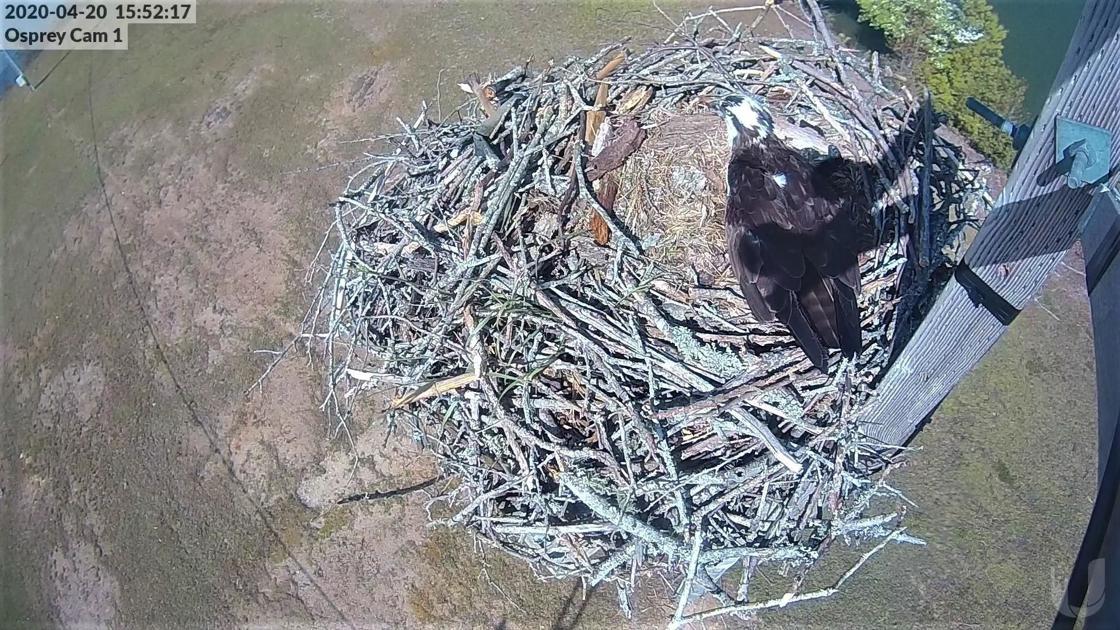 Osprey return to Kings Mountain nest in North Carolina - Greensboro News & Record