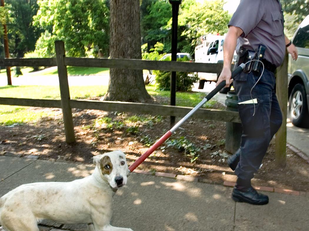 Paying To Own A Pet Latest News Greensboro Com