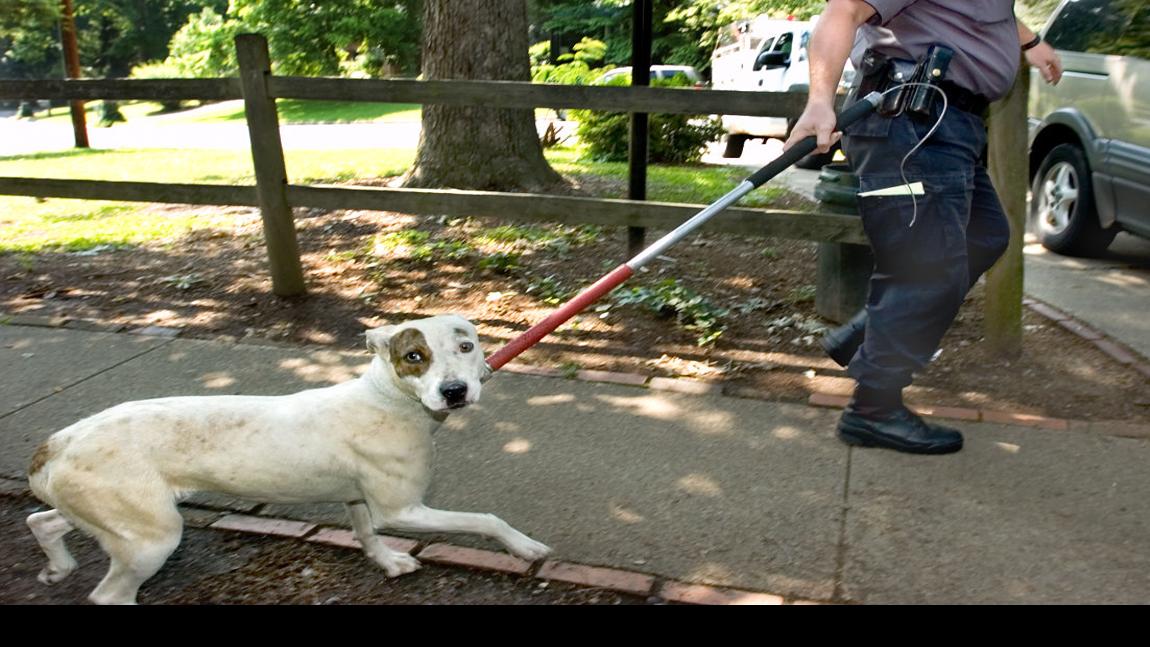 Paying To Own A Pet Latest News Greensboro Com