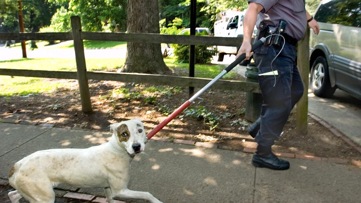 Paying To Own A Pet Latest News Greensboro Com