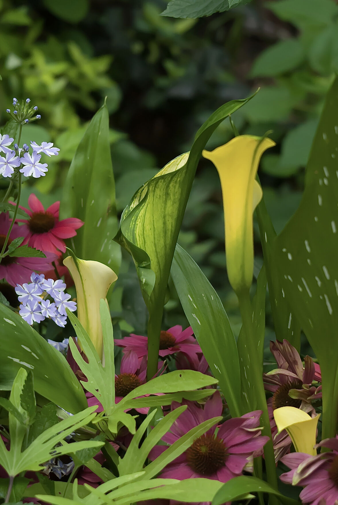 These Will Be Your Calla Lilies Next Year And For Always   6116d0aa61573.image 