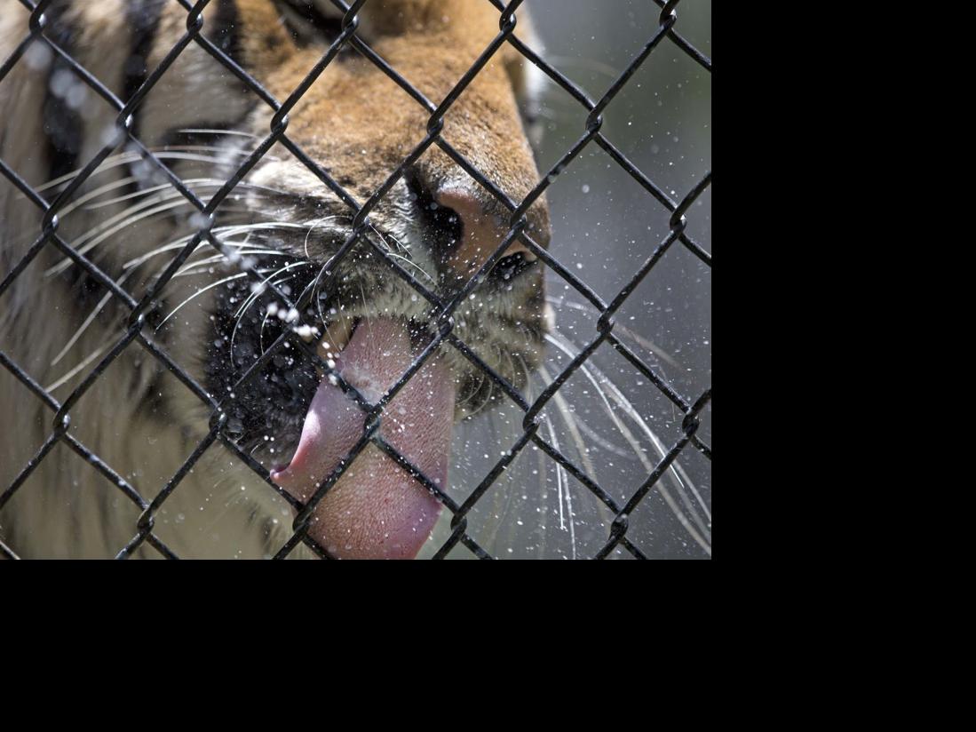 Zoo Trek is Greensboro Science Center's up close and personal animal