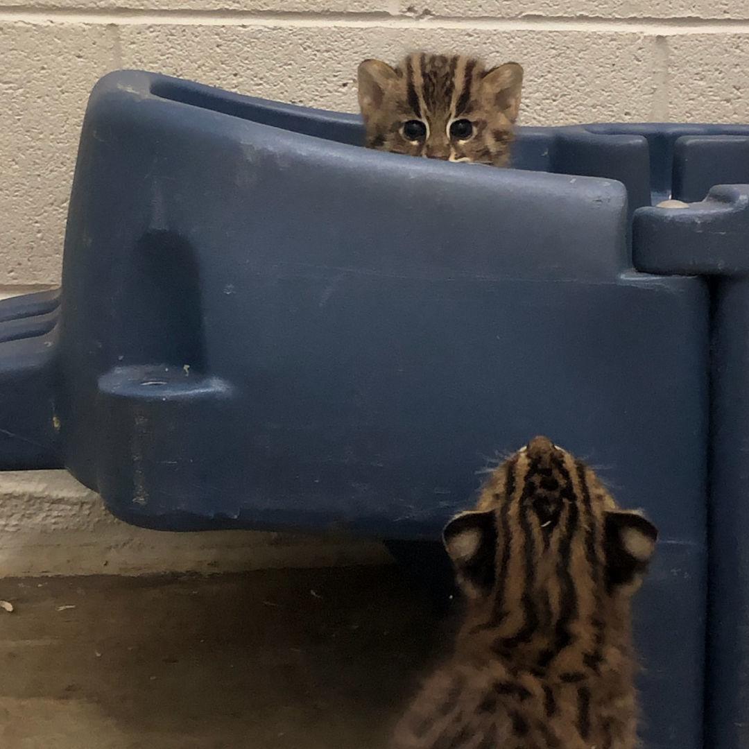 2 fishing cat kittens born at the Greensboro Science Center await new