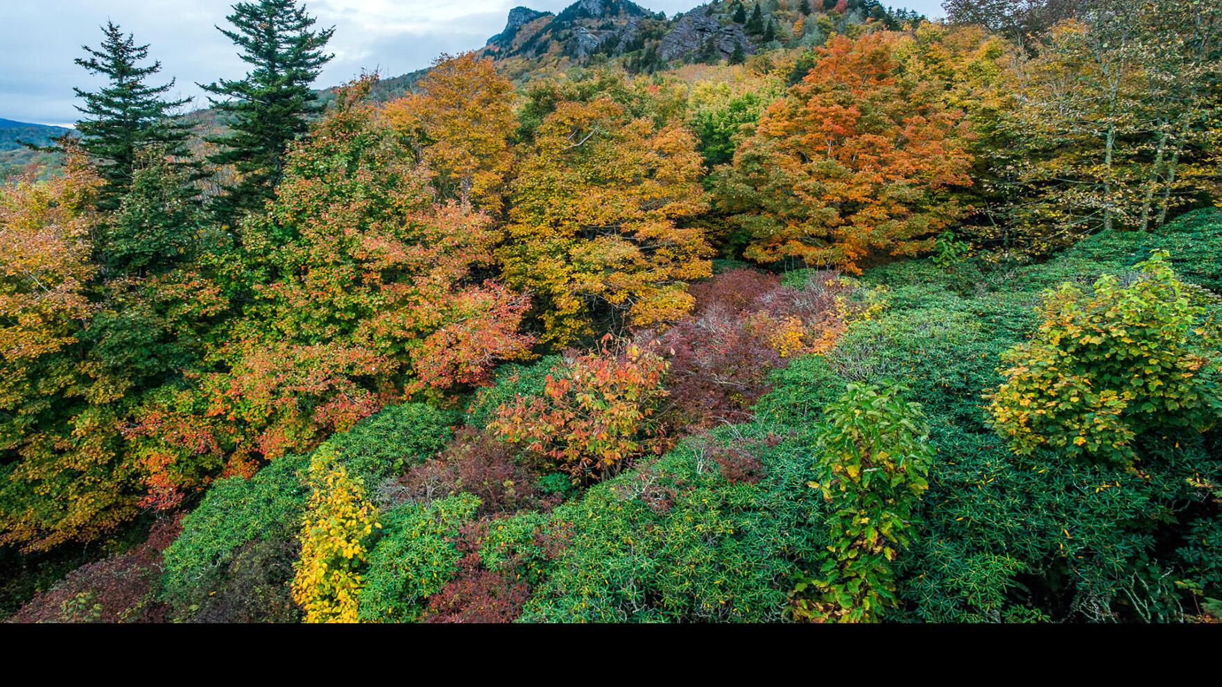 Granfather Mountain Fall Color Updates 2022