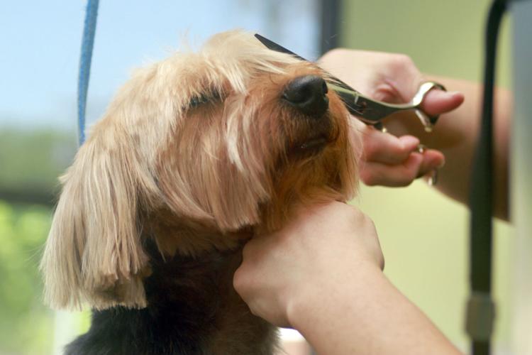 Ask a Reporter Is Ruff Housing dog daycare, grooming, and pet boarding