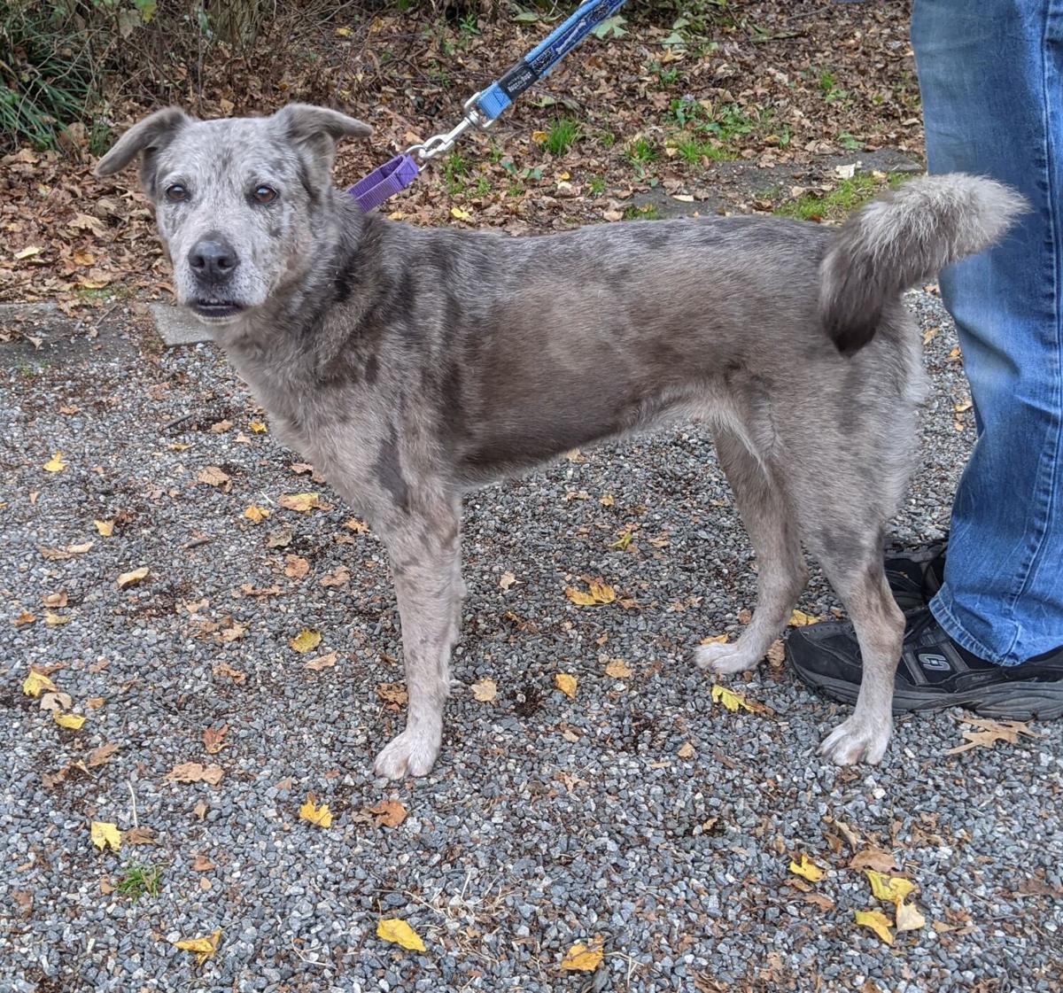 Pet of the Week: Glory