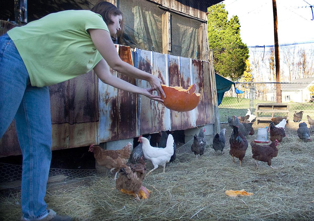 Recycling Pumpkins Pleases Mother Boy And Chickens News
