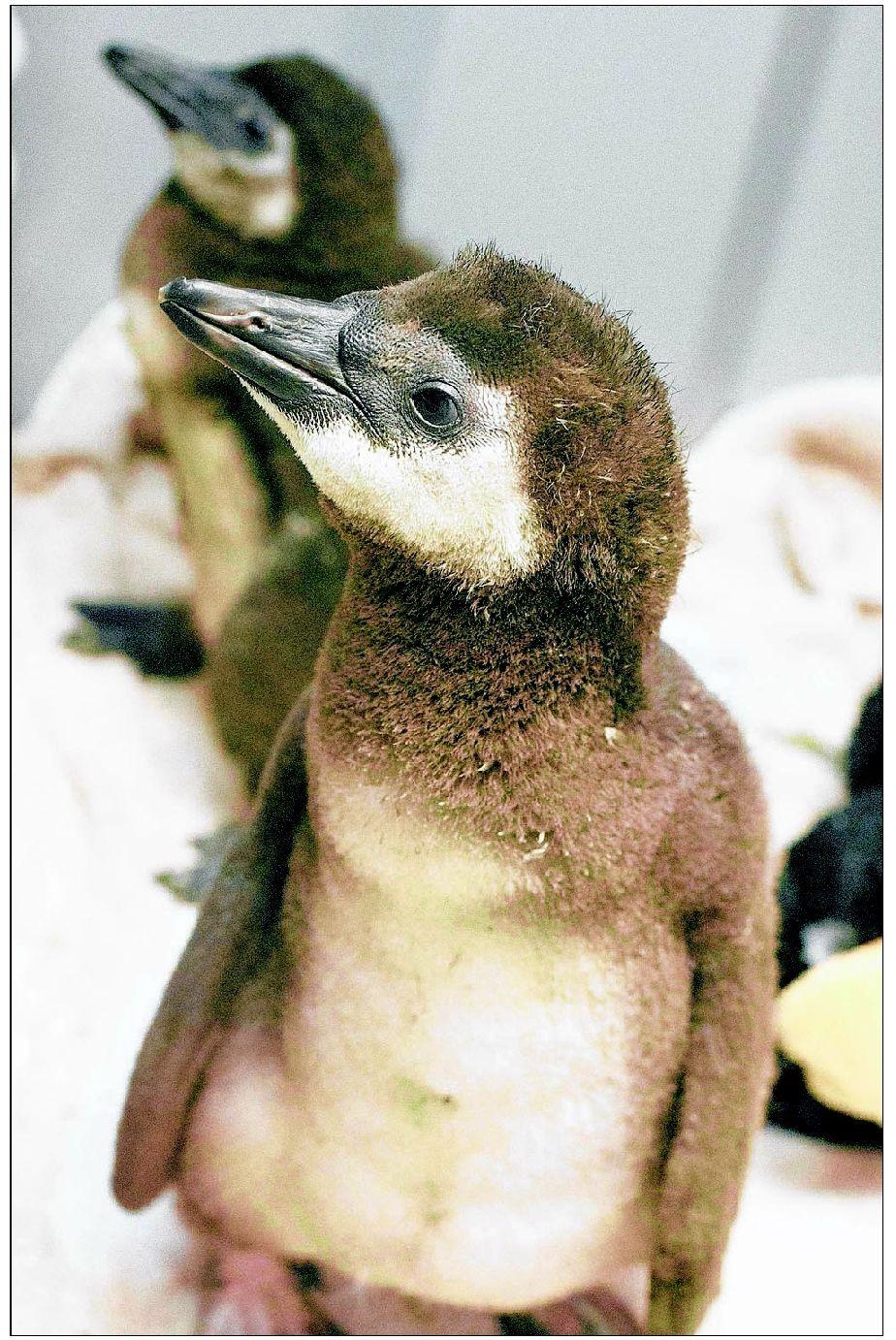 March Of The Baby Penguins Greensboro Com
