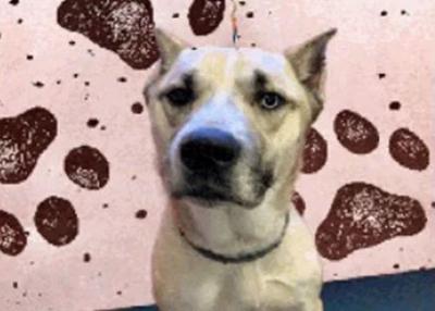 Dog euthanized