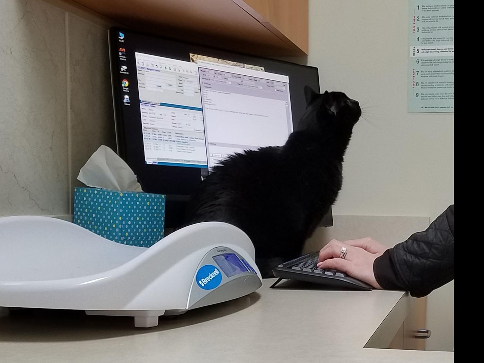 The Pet Shop Cats First Visit To New Vet A Tale Of Two